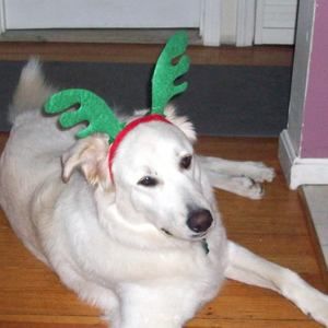 Meet your Posher, Laurie